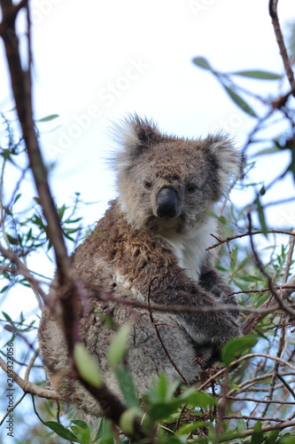 Photography koala