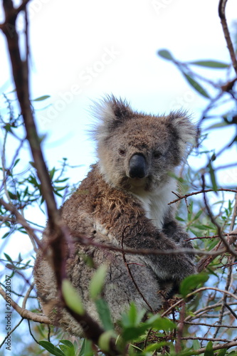 Photography koala