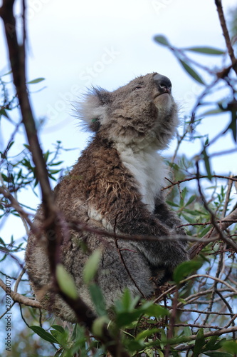 Photography koala
