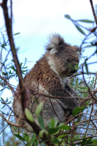 Photography koala