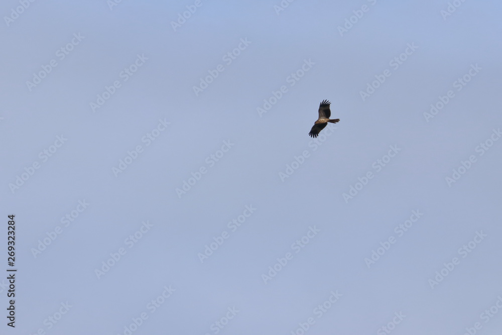 whistling kite whistling kite