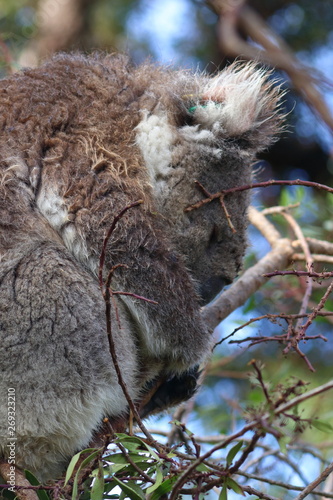 Photography koala