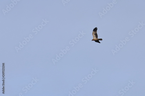 whistling kite