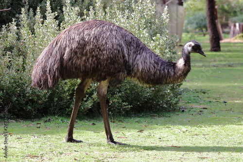 emu