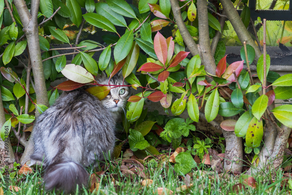 Furry cat of livesrtock in relax in a garden, purebred siberian pet. Hypoallergenic animal Furry cat of livesrtock in relax in a garden, purebred siberian pet. Hypoallergenic animal