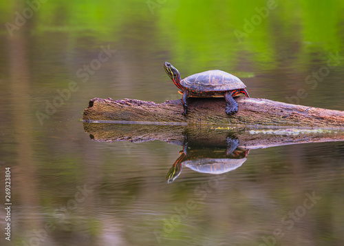 Painted turtle reflection in still water