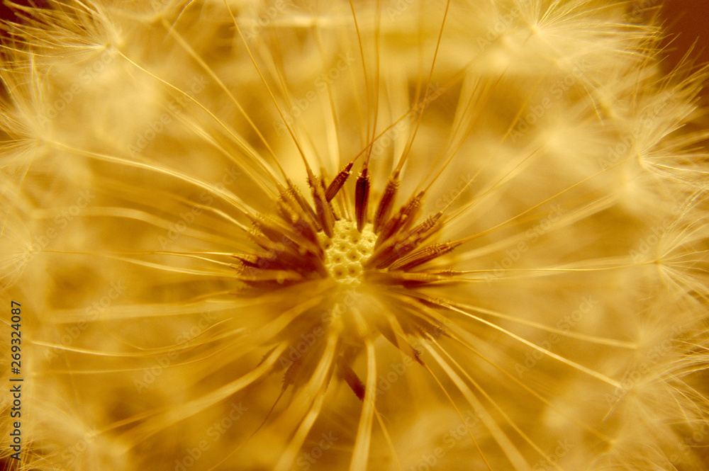 Fototapeta premium The macro center or nucleus of a dandelion that looks alien and ready to blow seeds into the wind. 