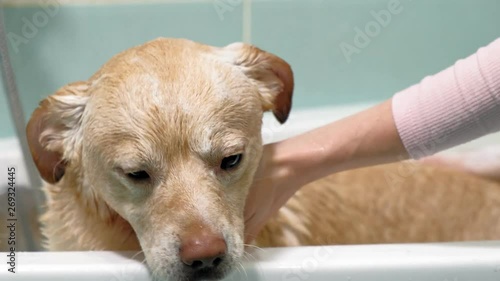 Woman washes a dog in the bathroom. Pet care