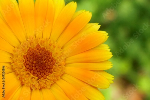 calendula flower .orange calendula officinalis (pot marigold) flower. Flower nature background. Healing flowers and herbs.