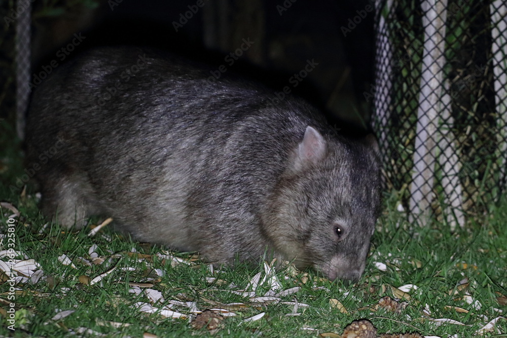 wombat wombat