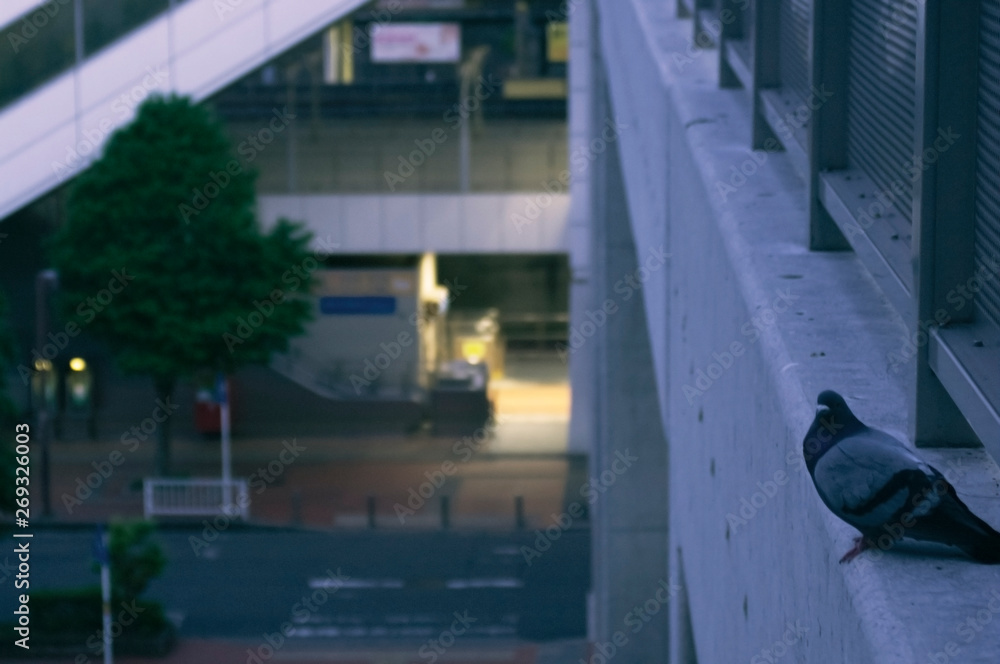 Obraz premium 朝と鳩