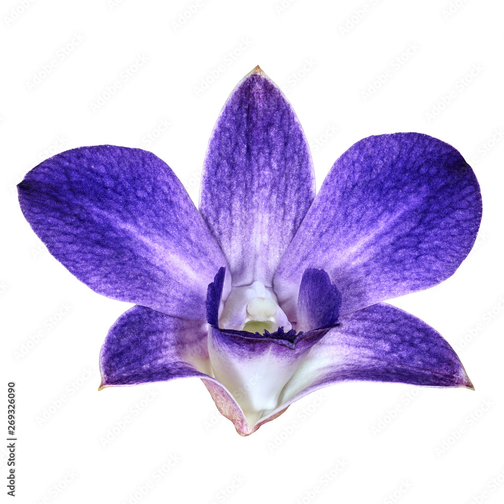 indigo white orchid flower isolated white background with clipping path. Flower bud close-up. Nature.