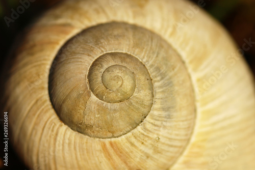 Gray big garden snail shell on a black background. Detail of a conch with a spiral and brown lines on a dark backdrop