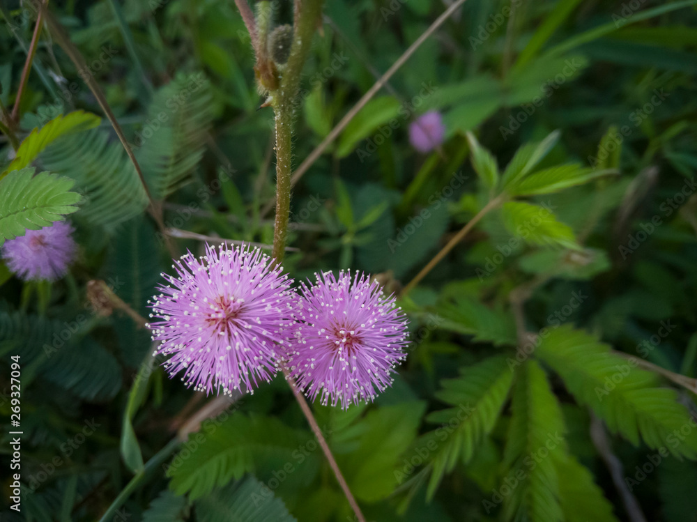 Flower of sensitive plant, sleepy plant or the touch-me-not on blur nature background. Flower of sensitive plant, sleepy plant or the touch-me-not on blur nature background.
