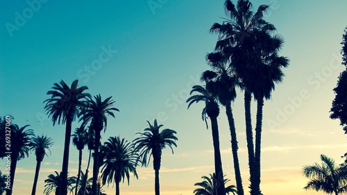 California Palm Trees in Santa Monica