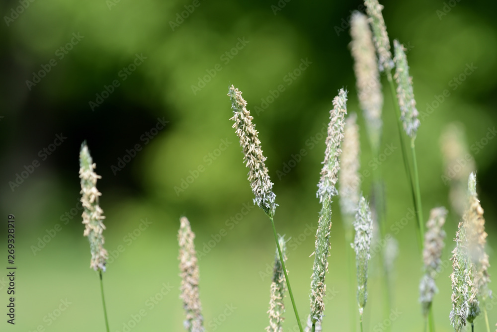 Long grass on the summer meadow on a sunny day close up
