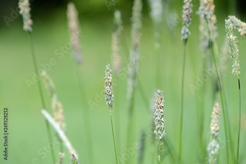 Long grass on the summer meadow on a sunny day close up