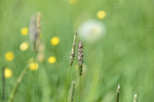 Long grass on the summer meadow on a sunny day close up © Talulla