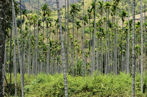 The Kurangani Hills near Bodinayakkanur in Theni district