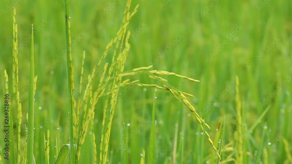 Rice in the field, Chiangmai Thailand Rice in the field, Chiangmai Thailand