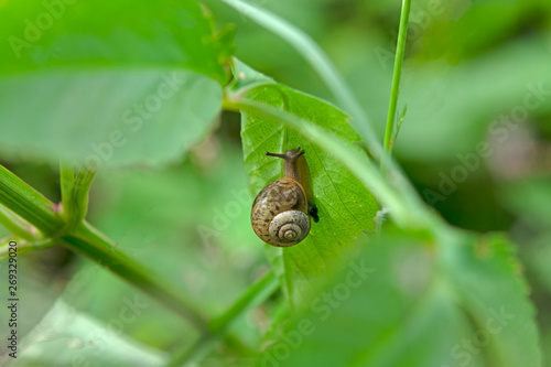 Garden snail on a green leaf