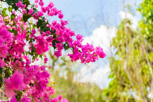 bougainvillea flower with green leaf