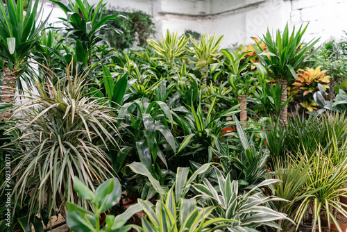 Many different high plants in flower pots in flowers store. Garden center and wholesale supplier concept. Green background. Lots of leaves.