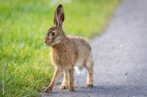 wild hare on countryside road