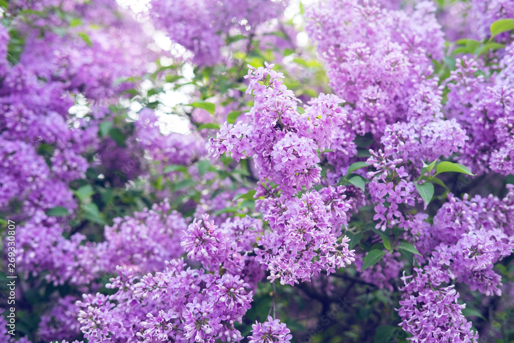Spring flowers of lilac in the garden, spring background