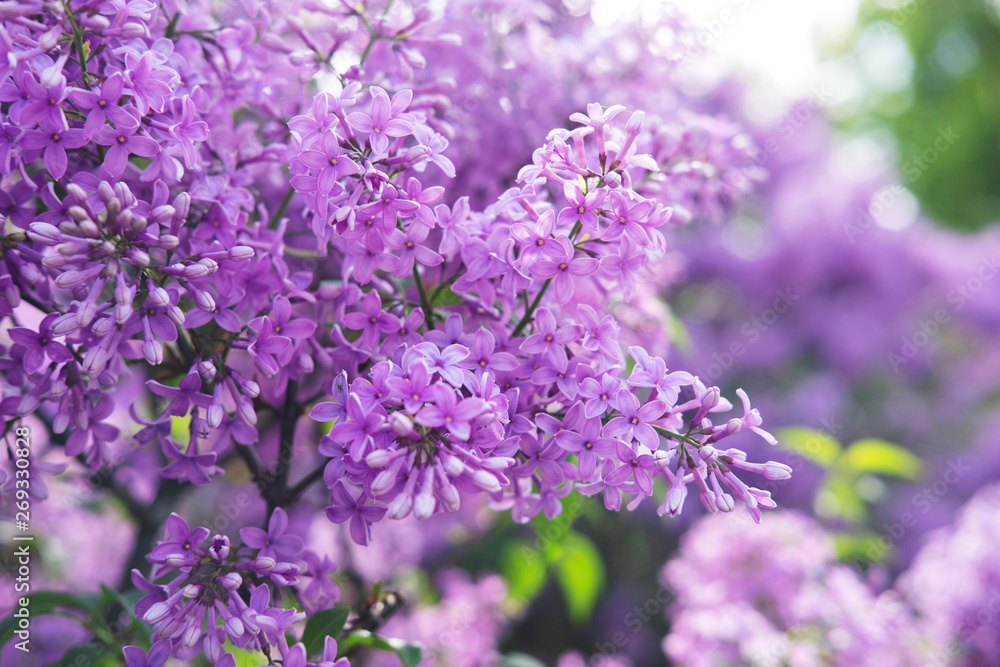 Spring flowers of lilac in the garden, spring background