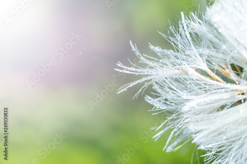 Dandelion seeds close up on a green background with a beautiful bokeh. Macro photography  minimalism. Summer concept  natural background.