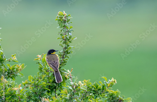 Yellow wagtail or Motacilla flava feldegg in wild nature photo