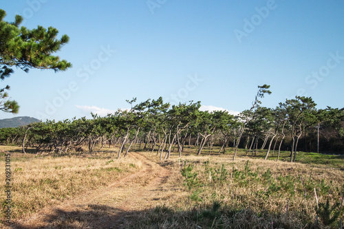 Itoshima city, Fukuoka, Japan. Young pine trees in grass in the park near the sea of Genkai