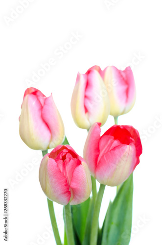 Spring flower. Bunch of Pink tulips isolated on white background.