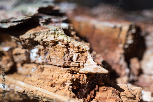 wood in suicide forest