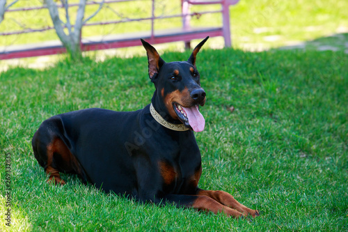 dog breed Doberman Pinscher