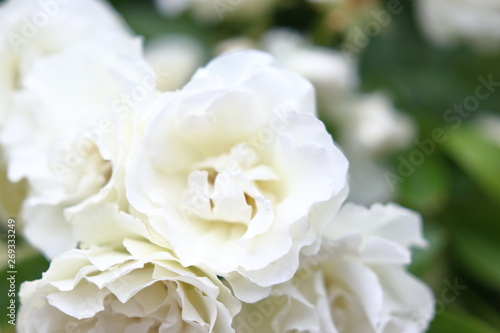 たくさんの白い薔薇の花