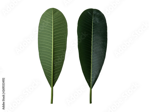 Green frangipani or plumeria leaf set of front and back isolated on white background.