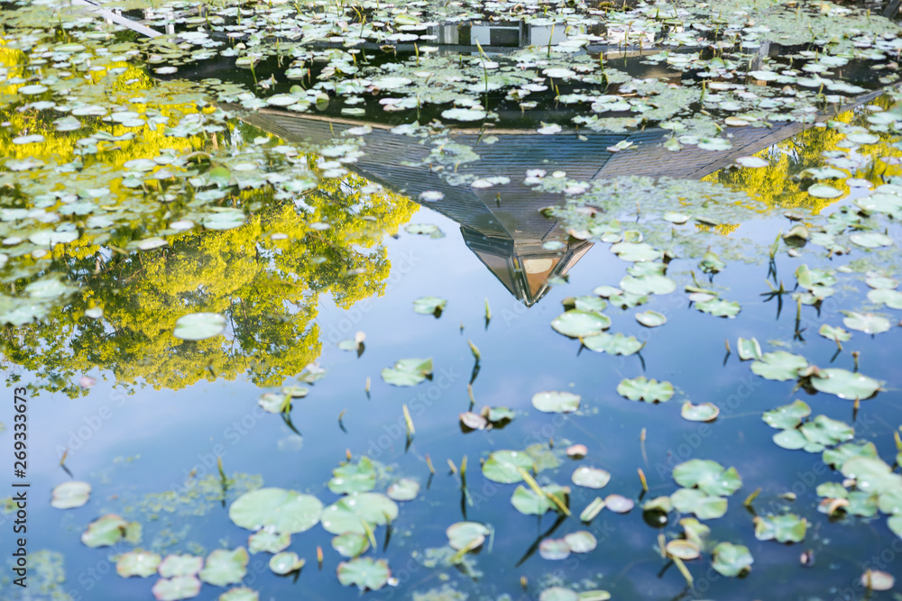 Chiba, Japan, 05/08/2019 , Oga lotus corner in Chiba park, early morning at spring. Chiba, Japan, 05/08/2019 , Oga lotus corner in Chiba park, early morning at spring.