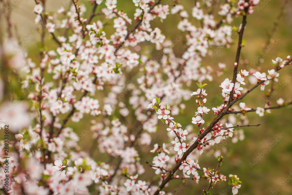 White with pink flowers of the cherry blossoms on a spring day in the park.