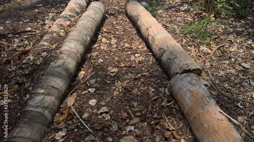 pile of logs in the forest