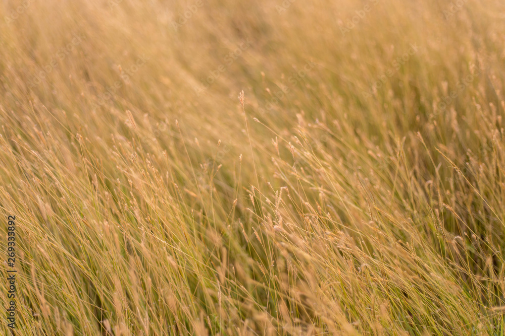 Obraz premium Flowers, weeds or flower meadows 