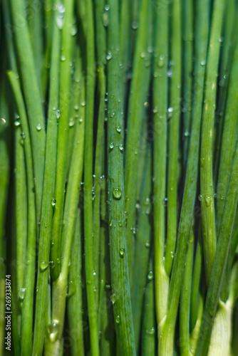 Green onions with a water spray. Fresh green onions with beautiful water droplets