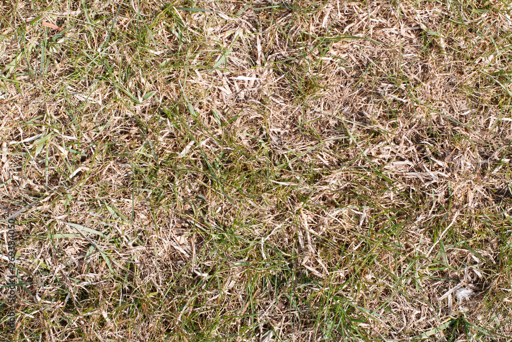 last year's grass on the lawn background last year's grass on the lawn background