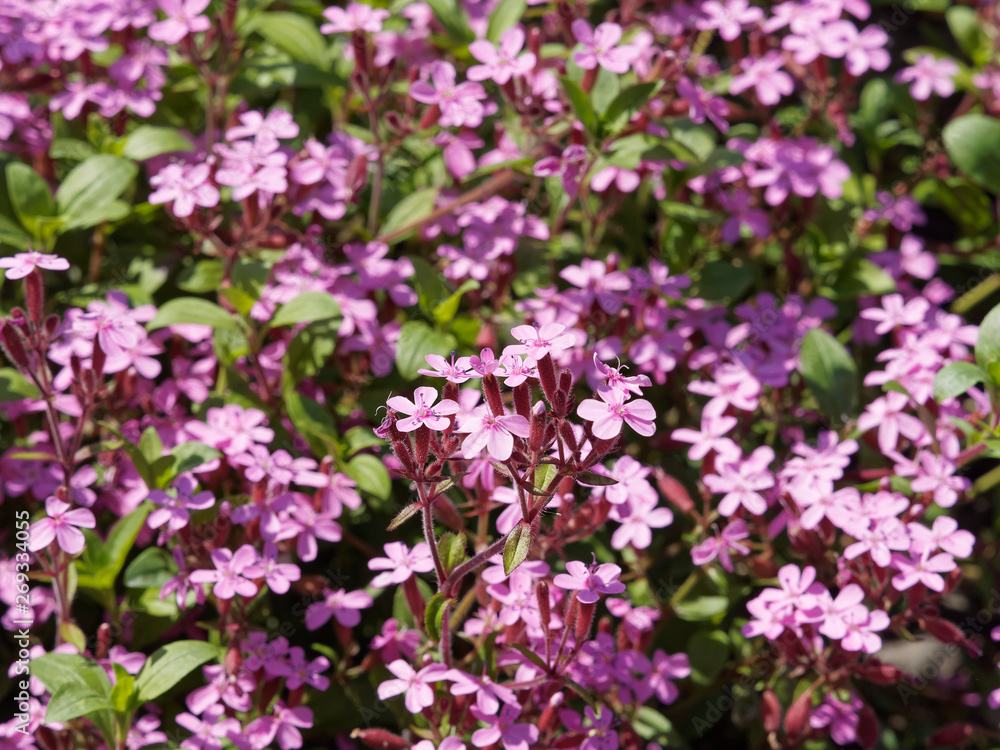 Little flowers of saponaria ocymoides - Rock soapwort or tumbling Ted