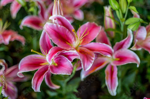 Beautiful Lily Flower Bouquet