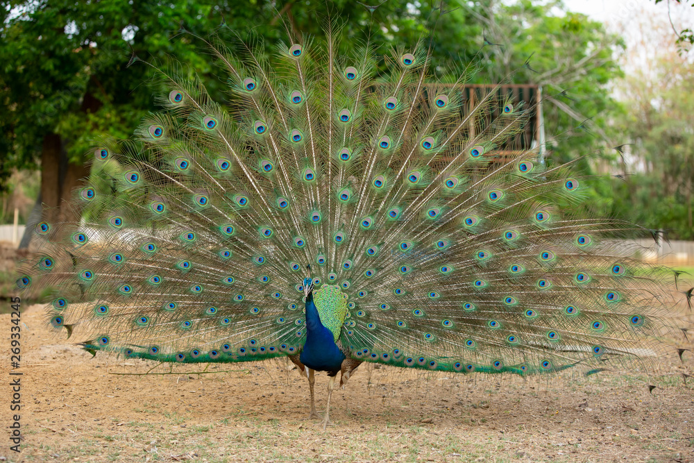 Obraz premium Peacock flaunting its tail. Close up portrait of an adult male peacock showing his feathers