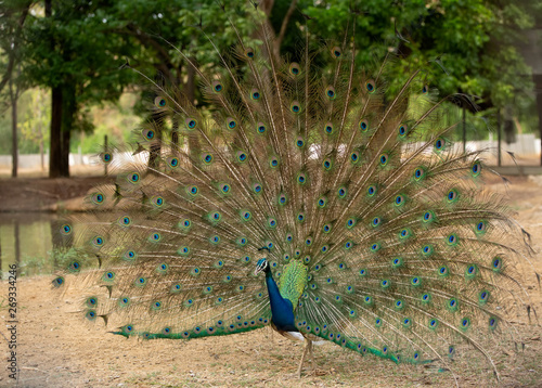 Peacock flaunting its tail. Close up portrait of an adult male peacock showing his feathers