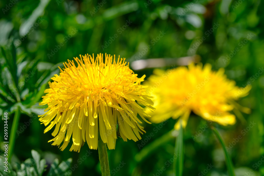 Gelber Löwenzahn (Taraxacum sect. Ruderalia) Gelber Löwenzahn (Taraxacum sect. Ruderalia)
