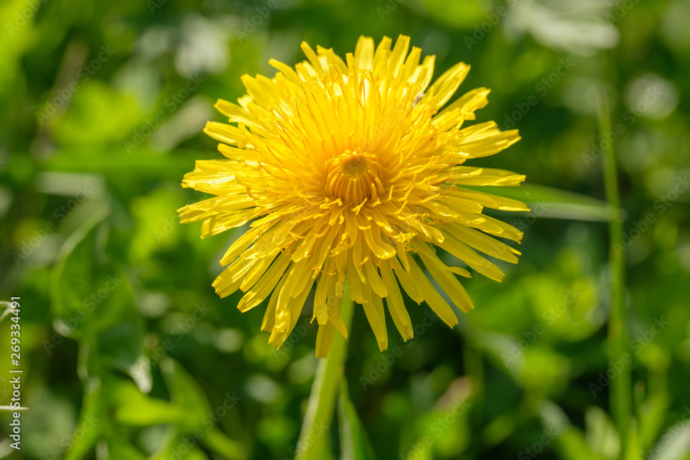 Gelbe Löwenzahn-Blüte (Taraxacum sect. Ruderalia) Gelbe Löwenzahn-Blüte (Taraxacum sect. Ruderalia)